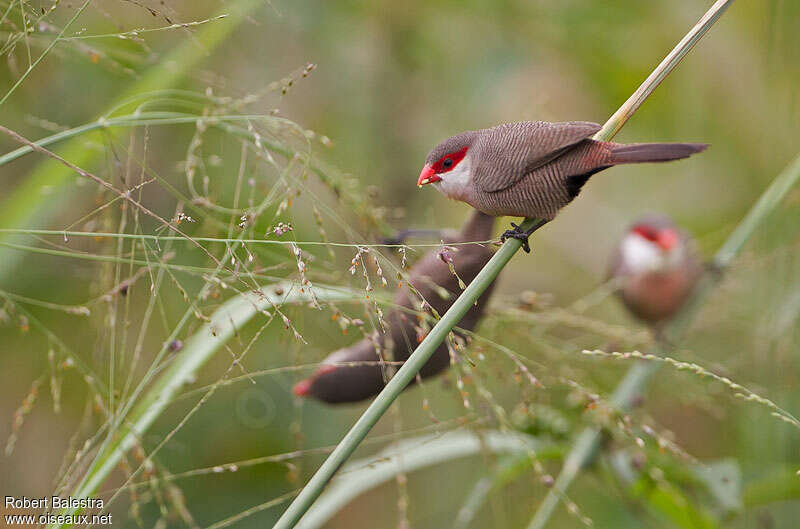 Common Waxbilladult, eats
