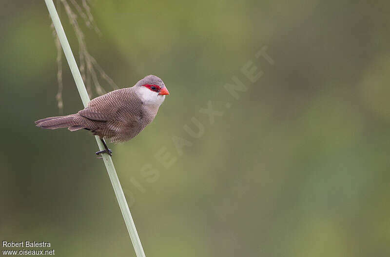 Common Waxbilladult, identification