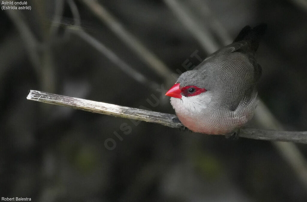 Common Waxbill