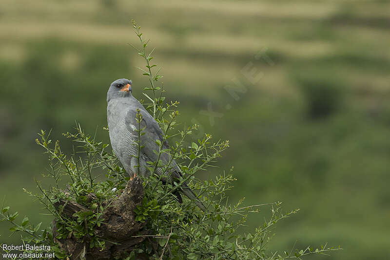 Dark Chanting Goshawkadult, habitat