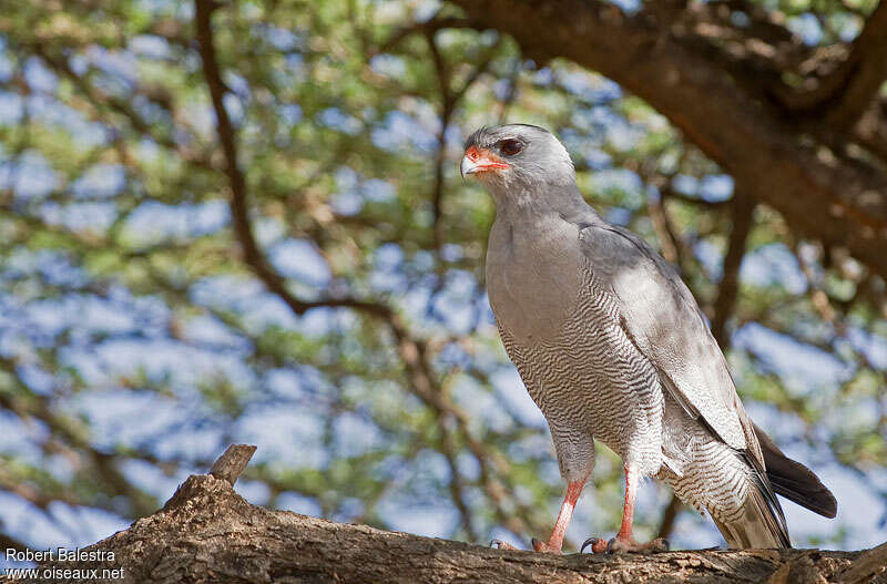 Dark Chanting Goshawkadult, identification