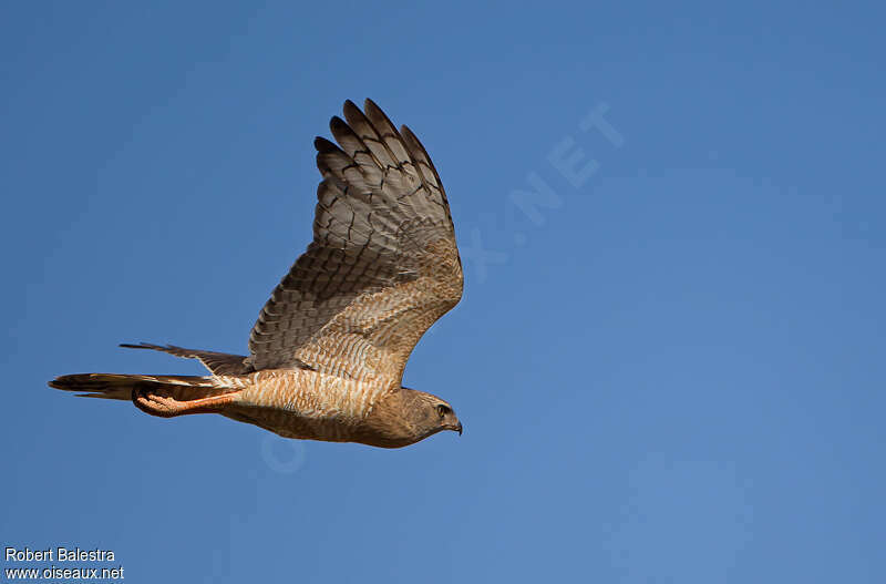 Dark Chanting Goshawkimmature, Flight