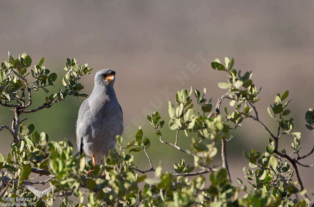 Dark Chanting Goshawkadult, habitat
