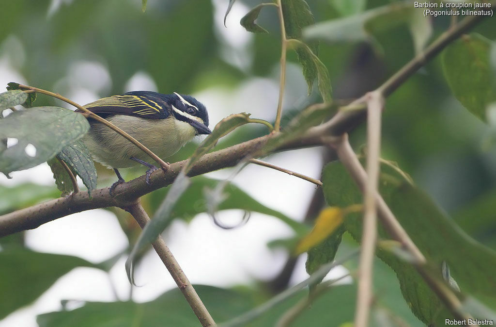 Yellow-rumped Tinkerbird