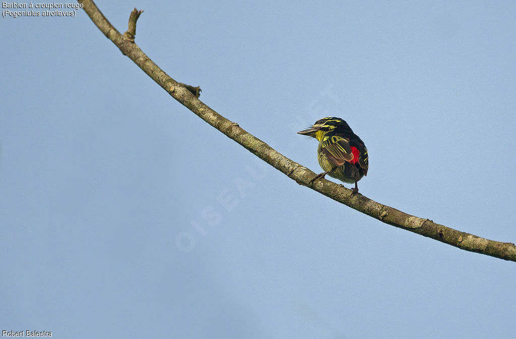 Red-rumped Tinkerbird