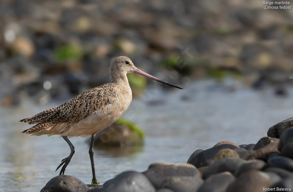 Marbled Godwit