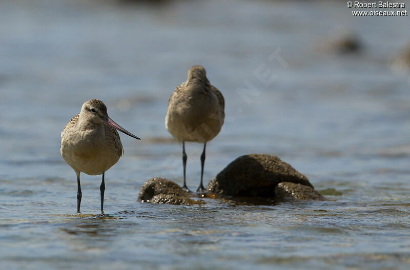 Bar-tailed Godwit