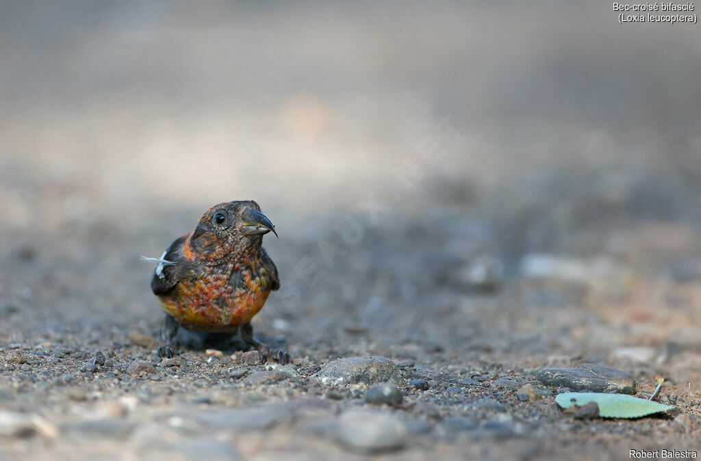 Two-barred Crossbill male