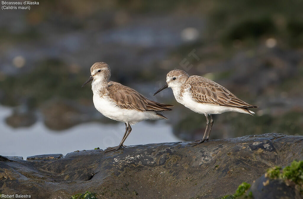 Western Sandpiper
