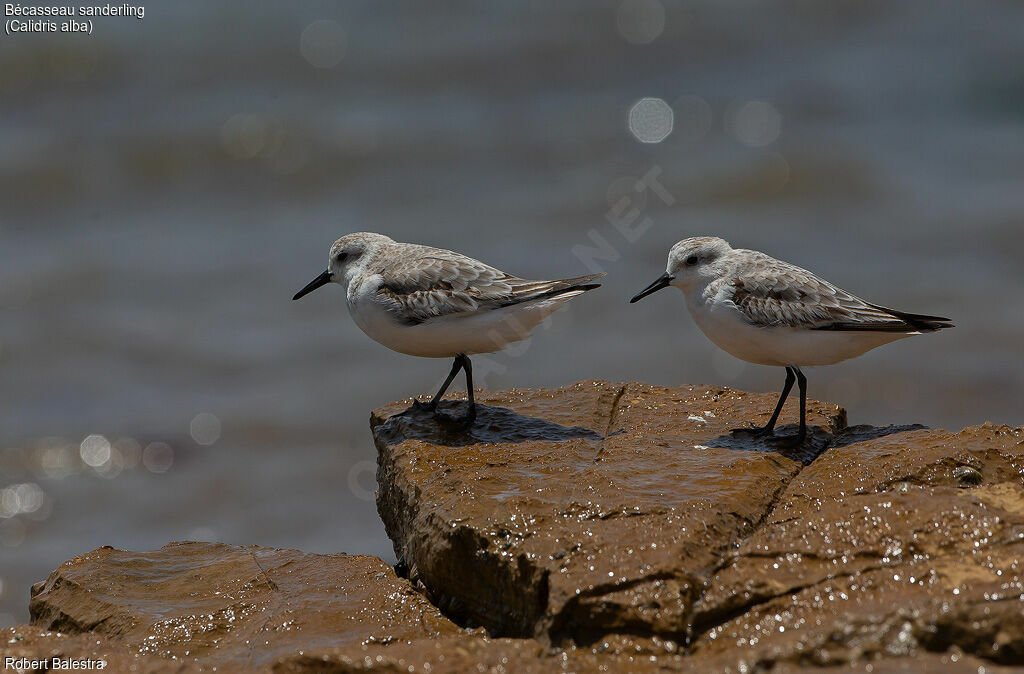 Sanderling
