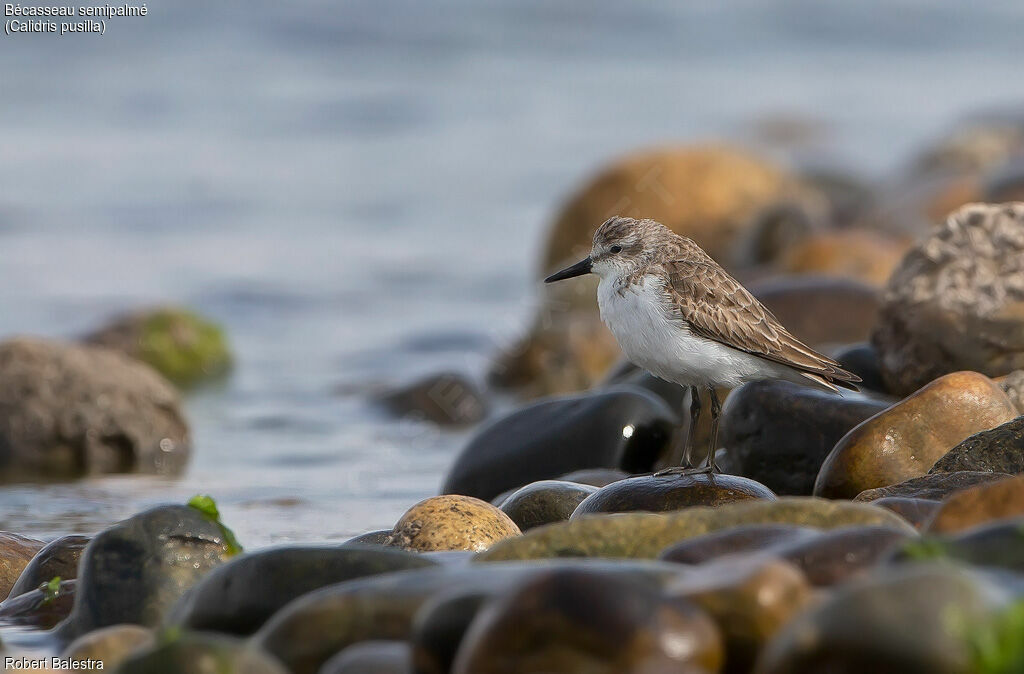 Semipalmated Sandpiper