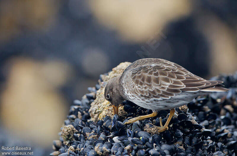 Purple Sandpiperadult, fishing/hunting