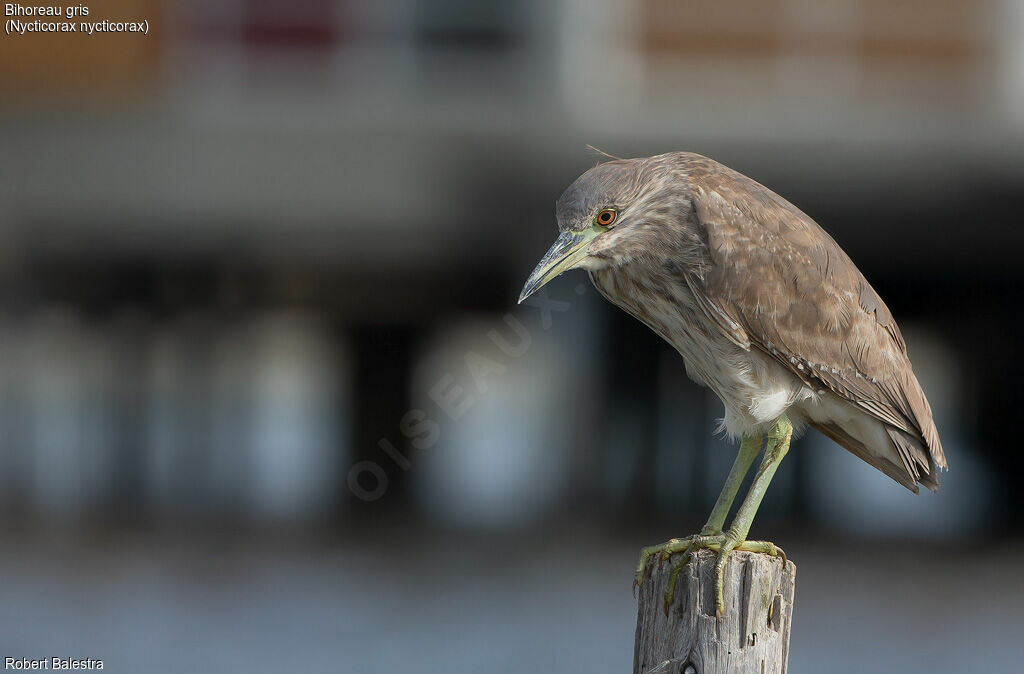 Black-crowned Night Heron