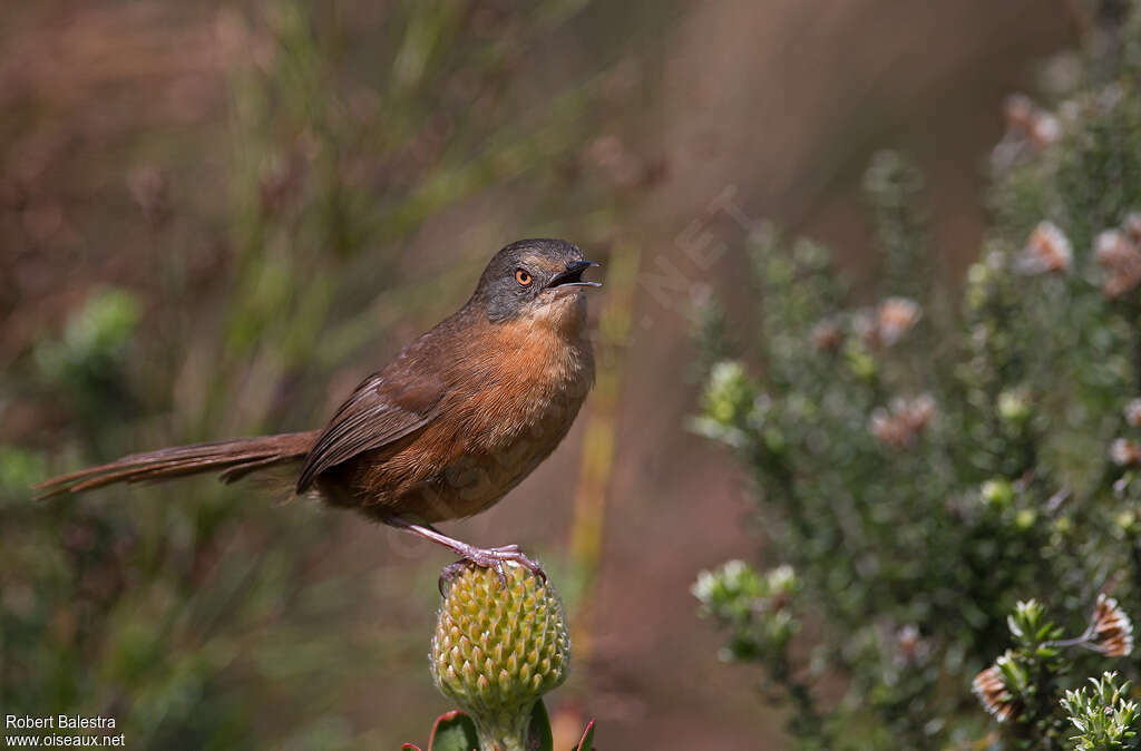 Bouscarle de Victorin, identification