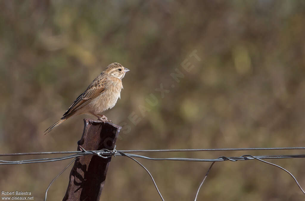 Lark-like Buntingjuvenile, identification