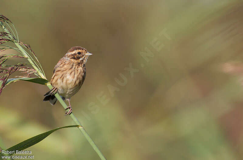 Bruant des roseauxjuvénile, identification