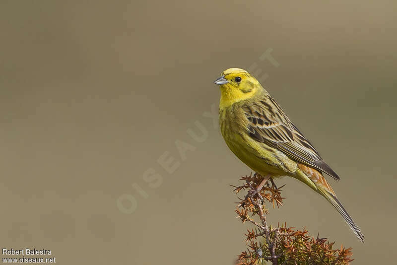 Bruant jaune mâle adulte