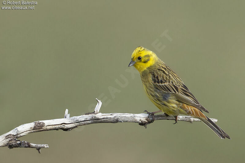 Bruant jaune mâle adulte
