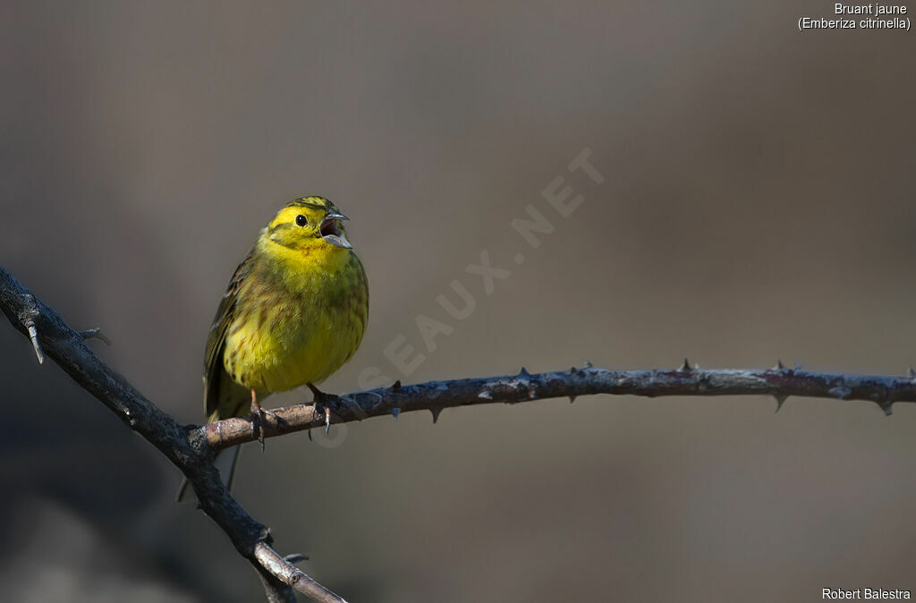Bruant jaune mâle
