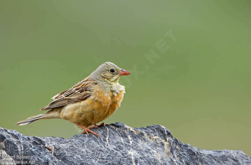 Ortolan Bunting male adult