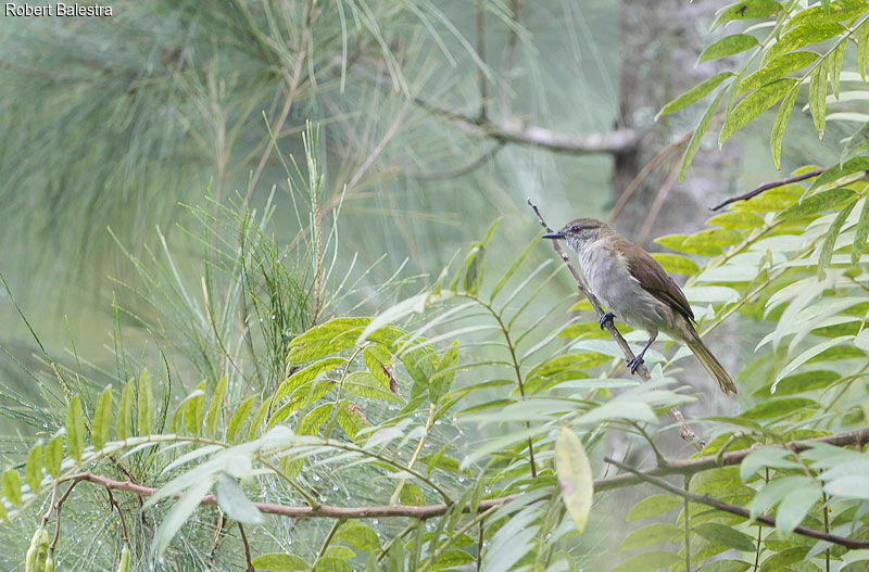 Bulbul à bec grêle