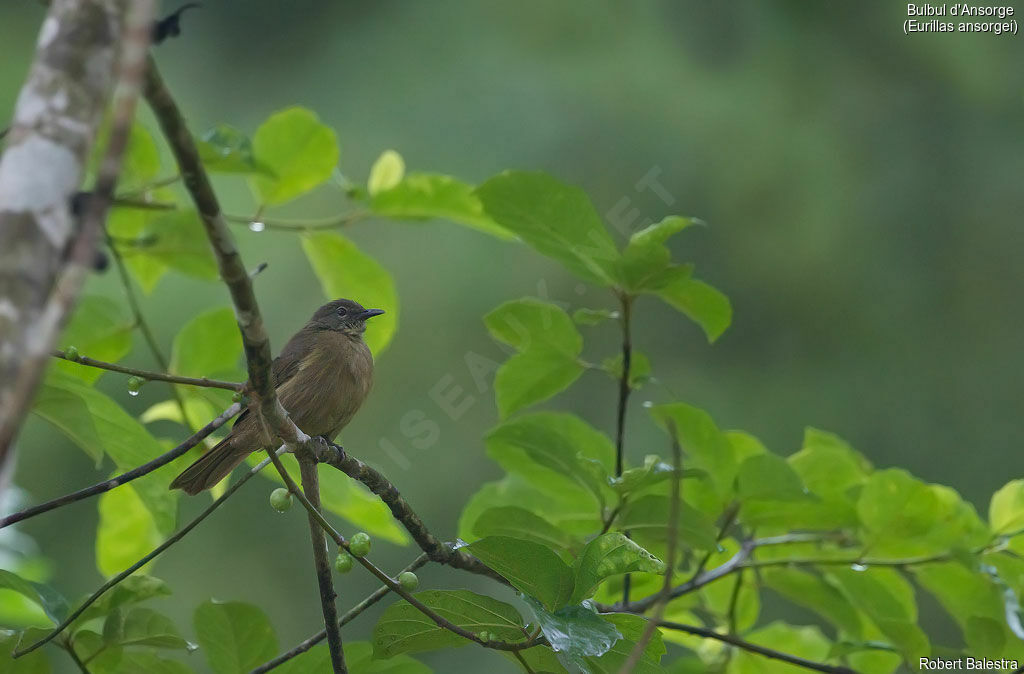 Ansorge's Greenbul