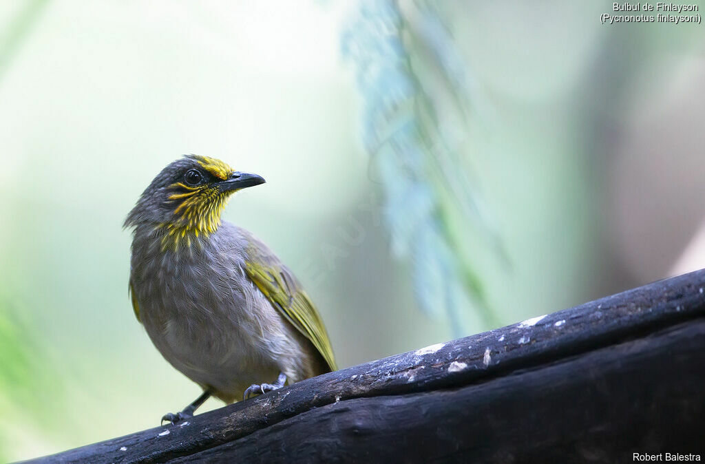 Bulbul de Finlayson