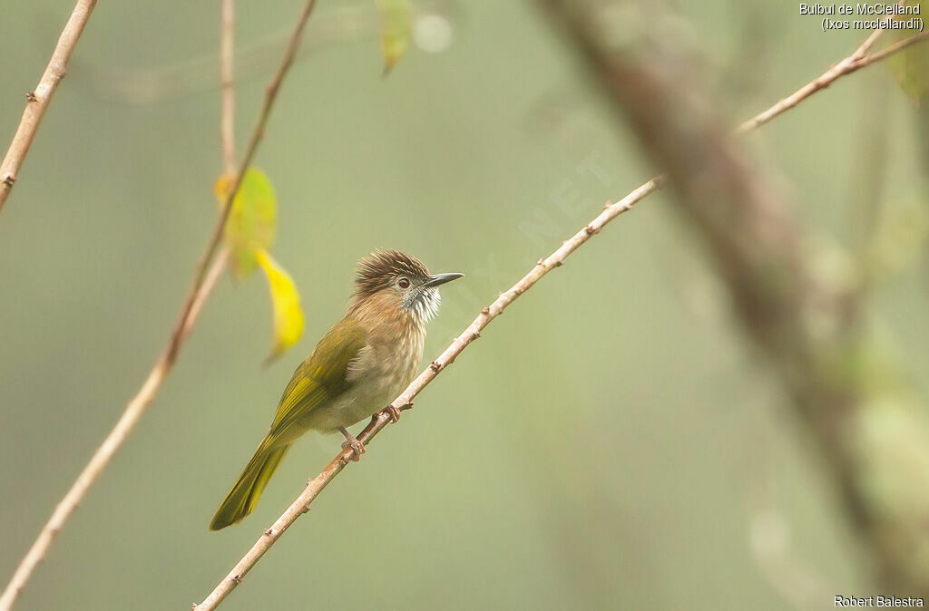 Bulbul de McClelland