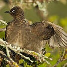 Bulbul du Cap