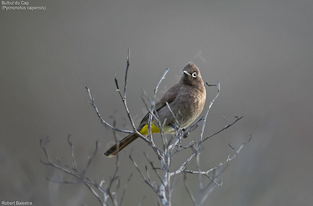 Bulbul du Cap