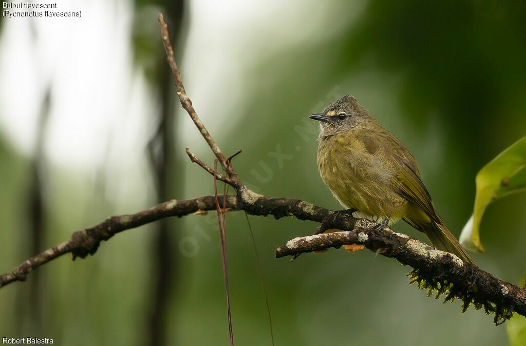 Bulbul flavescent