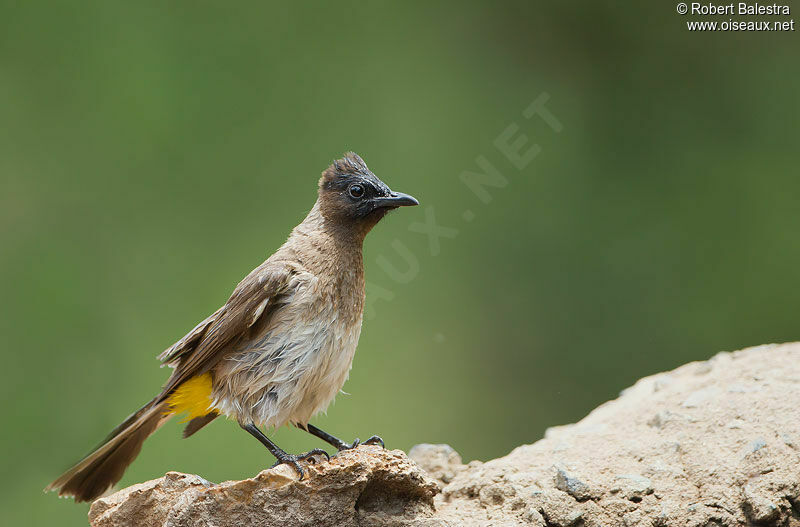 Dark-capped Bulbuladult