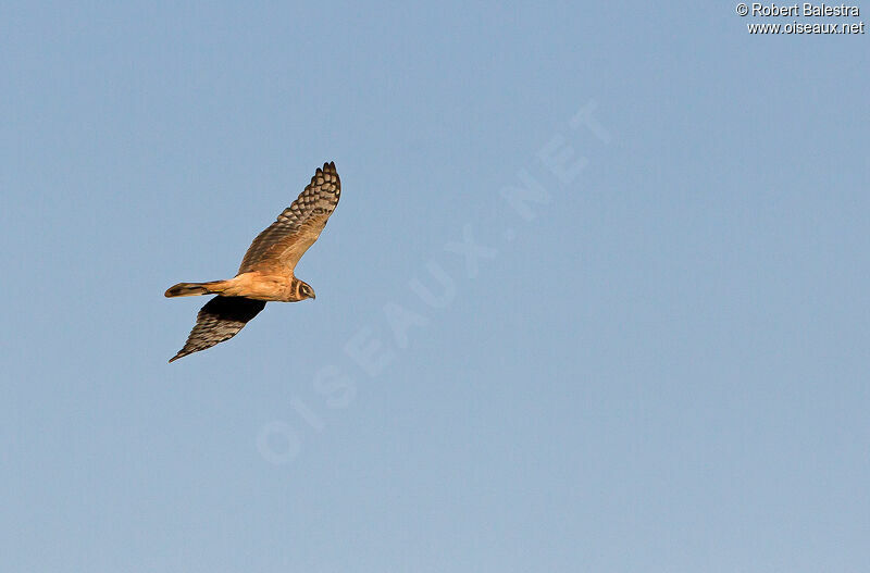Pallid Harrierimmature