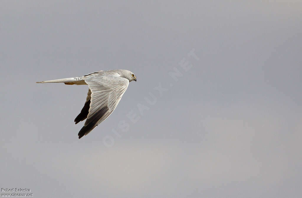 Pallid Harrier male adult, pigmentation, Flight