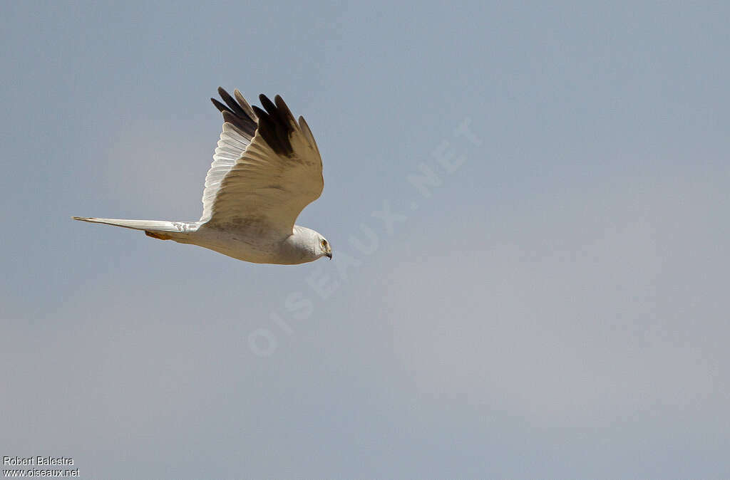 Pallid Harrier male adult, pigmentation, Flight