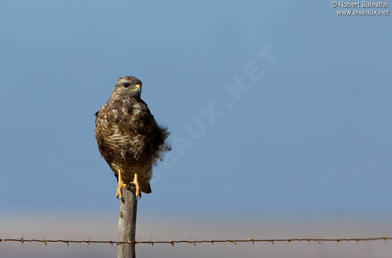 Buse des steppes