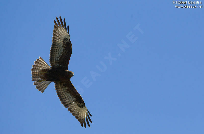 Buse des steppes