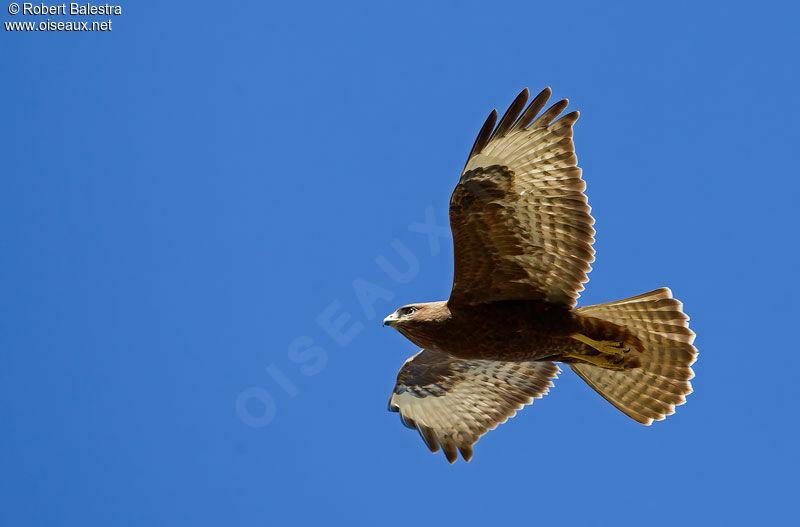 Buse des steppes