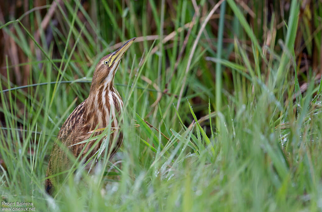 American Bitternjuvenile, identification