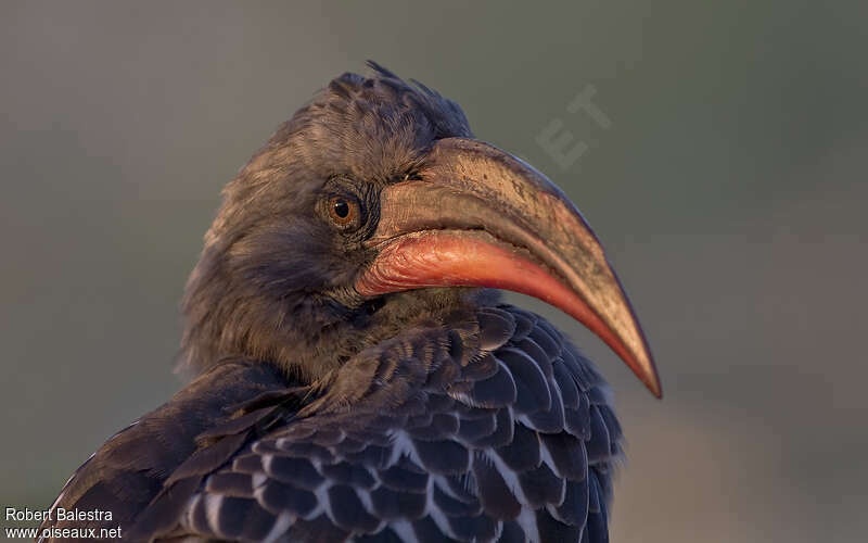 Calao de Hemprichadulte, portrait