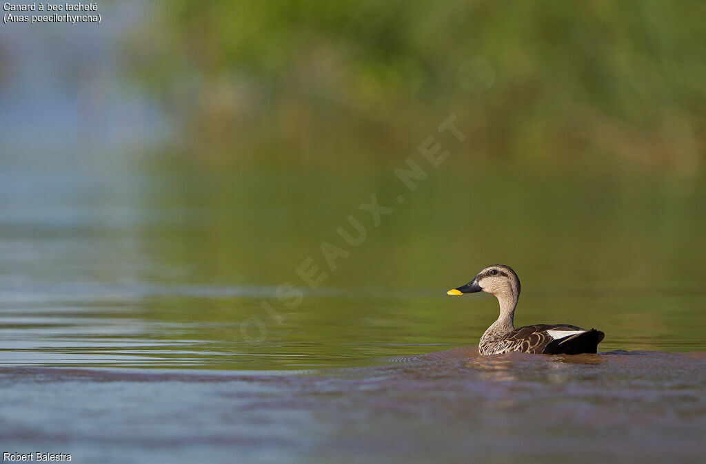 Canard à bec tacheté