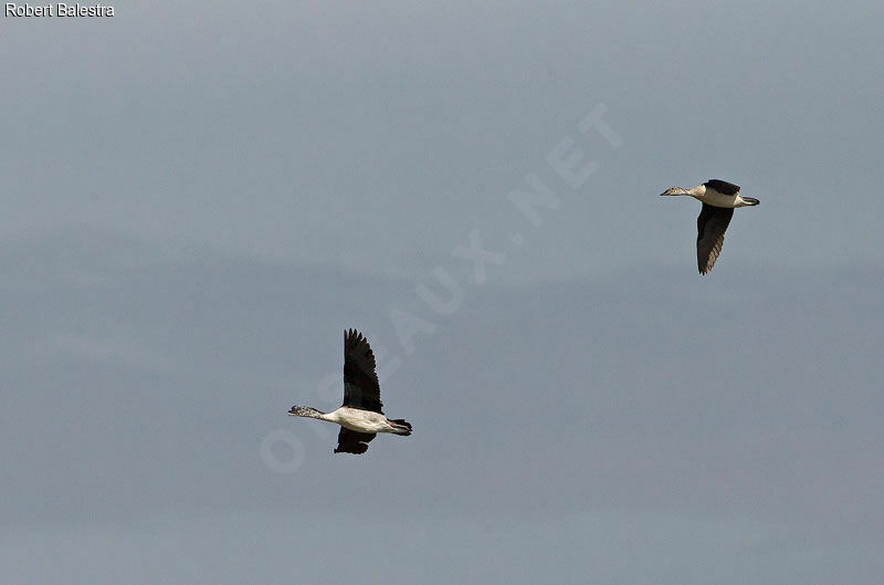 Canard à bosse 