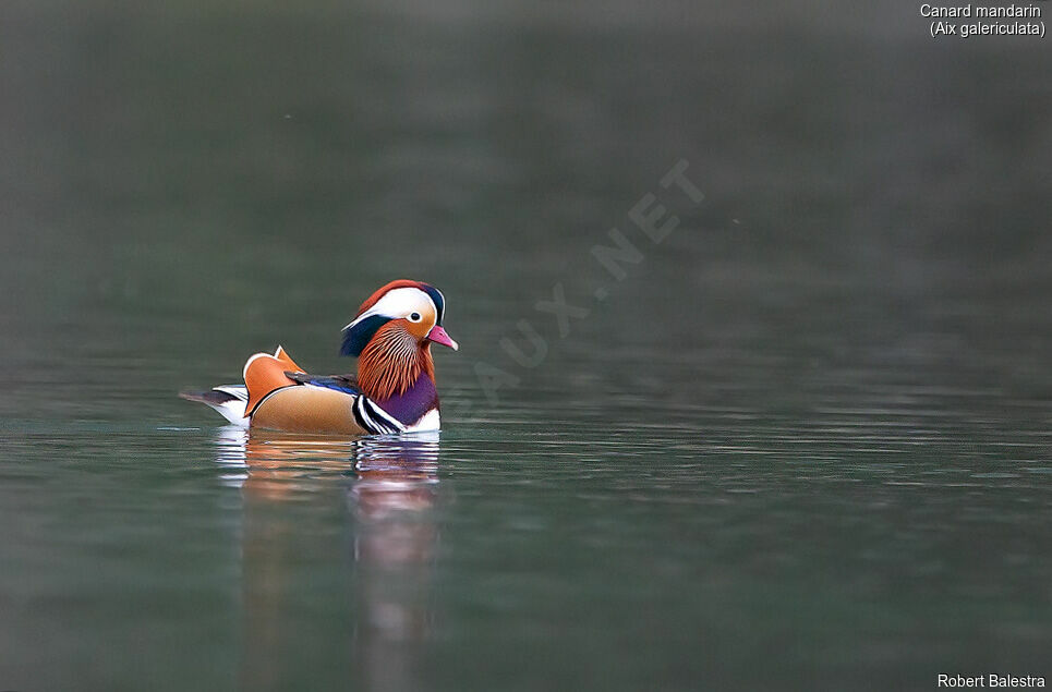 Canard mandarin