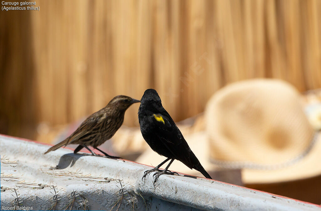 Yellow-winged Blackbirdadult