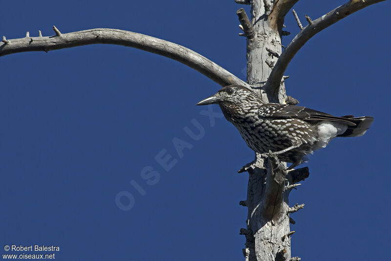 Northern Nutcracker