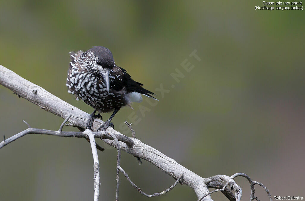 Northern Nutcracker