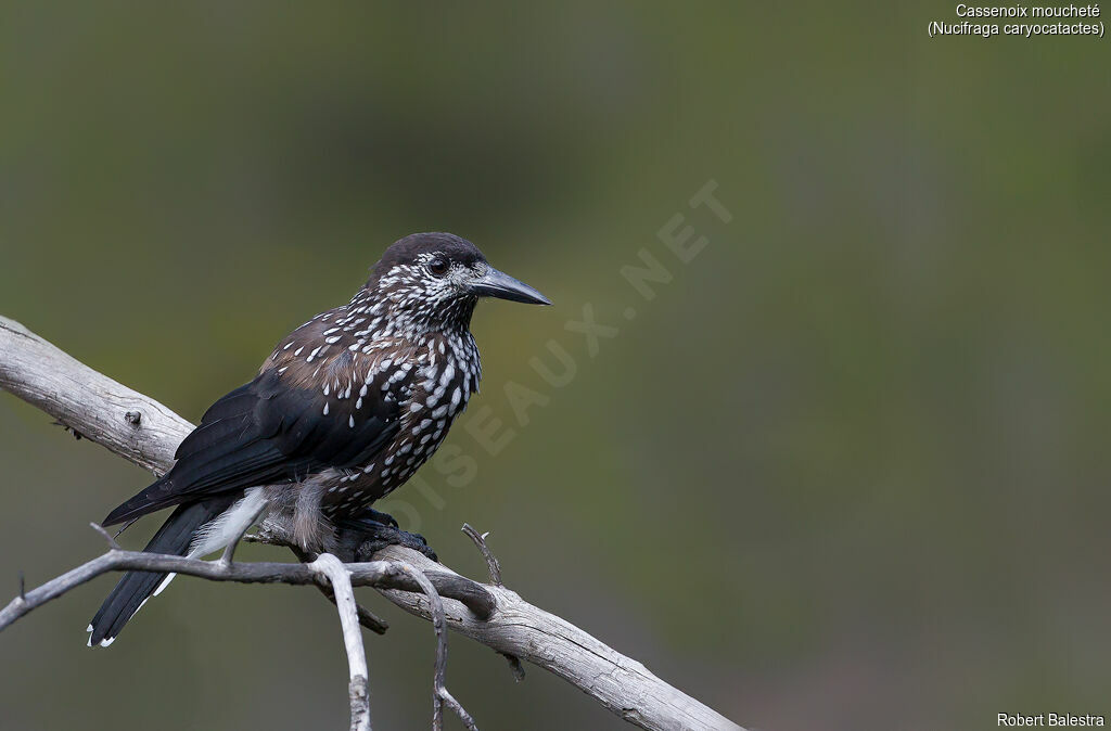 Northern Nutcracker