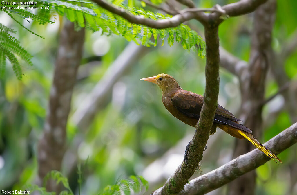 Russet-backed Oropendola