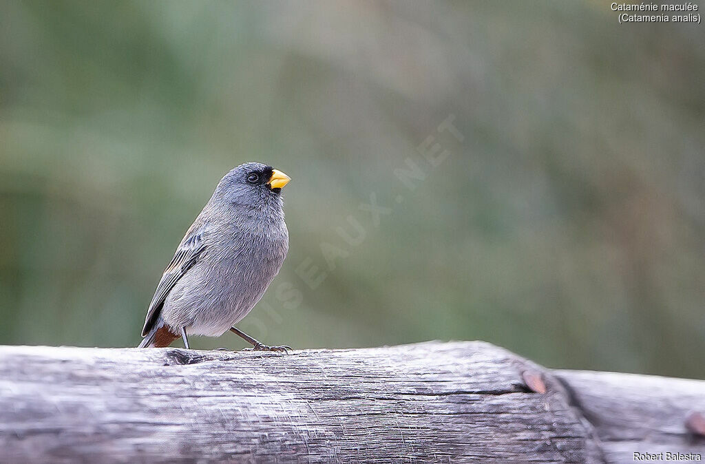 Band-tailed Seedeater male