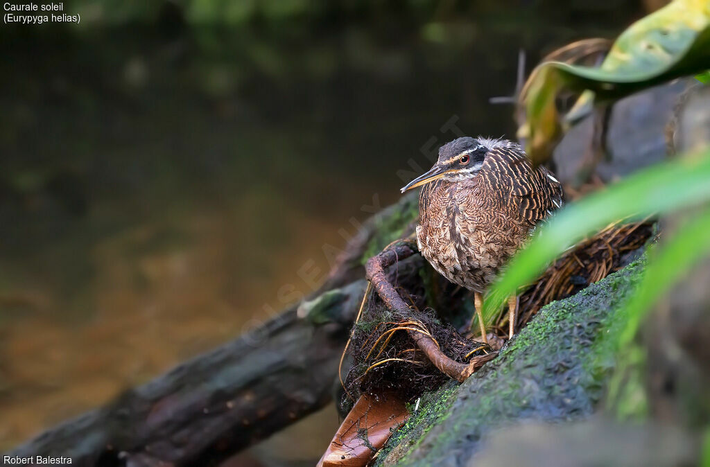 Sunbittern